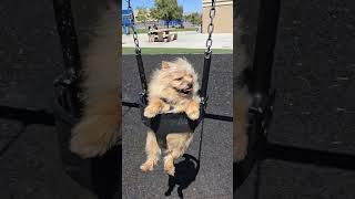 #cutedog #funnyvideo #pomeranian #yorkie #doglover #chill #dog #fyp