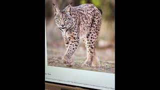 Animales en peligro de extinción: el lince.