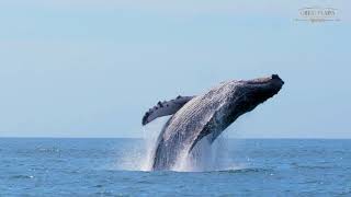 Biodiversity Day | Great Plains Conservation