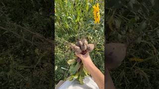 Beautiful day to bunch beets #organicfarming #beets