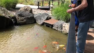 Feeding fish at Amarillo Botanical Gardens Aug-2019