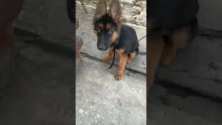 German shepherd puppy #viral