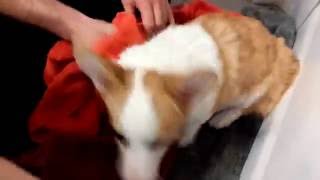 Corgi gets a bath