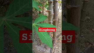 Okulasi singkong supaya berbuah banyak dan besar #tutorialviral #singkong #buahlebat #viralshort