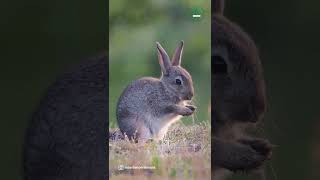 Cute Rabbit Video #shorts