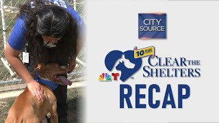 🐶 Irving Animal Services Clear the Shelters Recap 2024