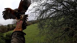 Tango,s last hunt of his 3rd season.