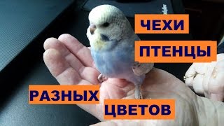 Чехи Птенцы Разных окрасов