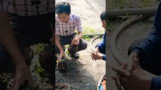 Kinh nghiệm lựa dừa giống (dừa đực) #võ_quang_sơn #trendingshorts#shortvideo  #coconut