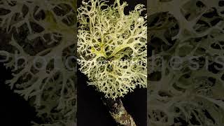 Lichens: Masters of Adaptation and Survival #shorts #education #lichen #symbiosis