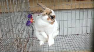 Rabbit taking a bath, Coastal Carolina Fair 2016