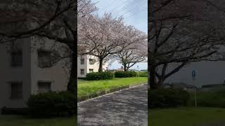 Sakura cherry blossom in japan 2024 # sukara#cherryblossom