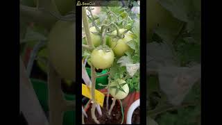 Tomato Growth  Time lapse | Big Round  Tomatoes in my Garden | Leena's Bag of Surprises | #shorts