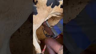 Taking out milk from cow by machine 🐮🐄 / #dairyfarmhouse / 500 subscribers/ MMGC kingdom