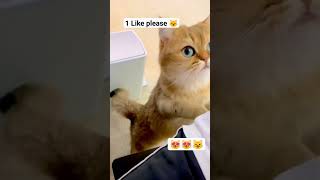 like for a cat 😻 #viral