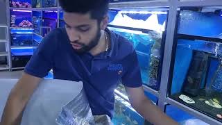 Unboxing Tropicals From Taiwan & Albino Silver Arowanas