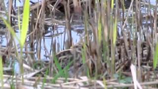 Jack Snipe bobbing Cresswell Pond 30 oct 2012