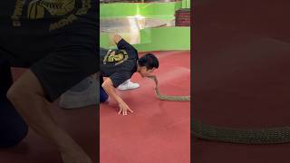 He Kissed a KING COBRA in Phuket Thailand! #cobra #kiss #shorts #phuket #thailand #ytshorts