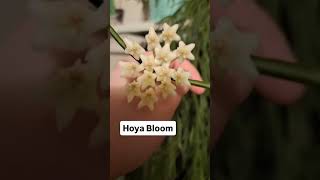 Final boss of houseplants - #hoyabloom 🌸 #hoyalinearis #hoya #hoyaheads #plantbloom