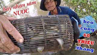 Bẫy Nhân Sâm Nước Ở Miền Tây Kiếm Bèo Bèo Cũng Được 60 Triệu/Tháng Là Có Thật - Đời Sống Dân Dã #248