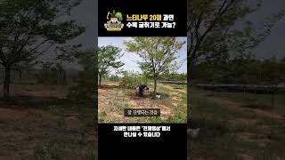 느티나무 20점, 과연 수목 굴취기로 가능? | 나무대장🌳 나무농사의 모든것