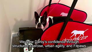 Darby Finn's Emotional Support Dog Board and Train | Boise Idaho