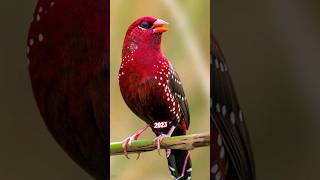 Abyssinian Waxbill VS 5000 BCE Old Abyssinian Waxbill. #birds