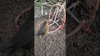 How to make bird trap that work 100% using stick #shorts #youtubeshorts