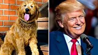 Donald Trump selects Goldendoodle as first dog of America