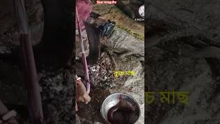 Eel fish Cutting #shorts #shortsfeed #eelfish #fishcutting #trending #like #subscribe