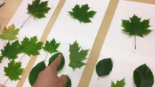 Addition to 6 with Leaves