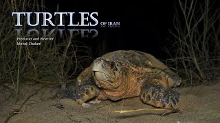 Wildlife of Iran: Turtles / حیات وحش ایران: لاکپشت ها