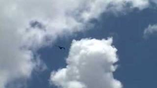 Magnificent Frigate bird released