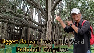 Biggest Banyan Tree 🌳😍in Bangalore @SyedIbrahimVlogs22