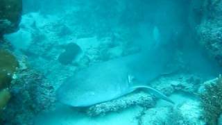 Snorkeling Great Barrier Reef.AVI