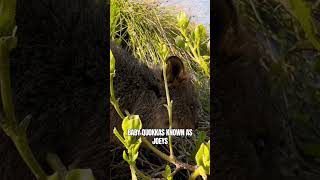 Quokka The Happiest Animal in the World #shorts