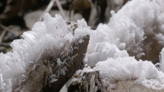 Haareis - ein bizarres Naturphaenomen