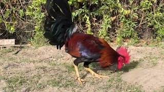 Good cock fighting chickeg from thailand