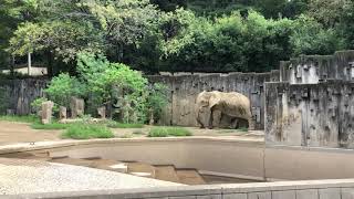 名古屋/なごや 2018 🎌：Nagoya Higashiyama Zoo Botanical Gardens 東山動植物園 🦒 20180907