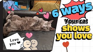 6 ways your cat shows love - Korat cat love you!