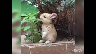 Cutest baby rabbit | soo gorgeous