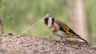 Red faces on a free meal, Goldfinch - Stclete - Carduelis carduelis