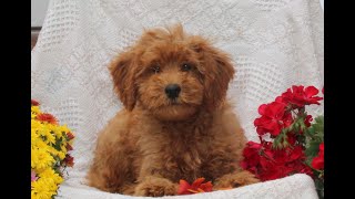 Cavapoo Puppies for Sale