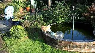 Tommy & treacle at the pond.MP4