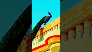 Peacock sound #shorts #viral #reels