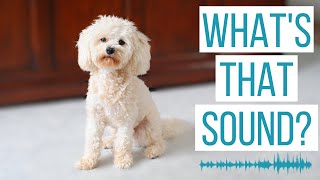 MALTIPOO REACTS TO FUN NOISES! | Leaving Rosco Alone & Playing Sounds on a Hidden Speaker