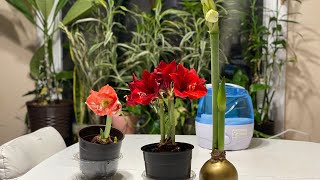 You Will Be Surprised How Effective Is This Way Of Planting Your Amaryllis Bulbs!