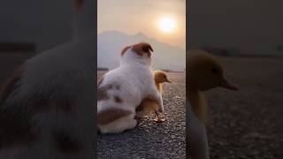 Dogi masti with duck 😍🥰😍 #ds_media #pets #shorts #shortfeed #trendingshorts