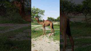 Baby camel eating green tree 🌳 #viralvideo