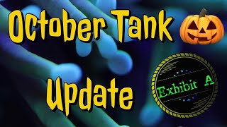 Fluval flex Reef Tank October Update